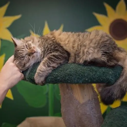 A Tabby Cat Lays on a Green Cat Tree While Getting Pet